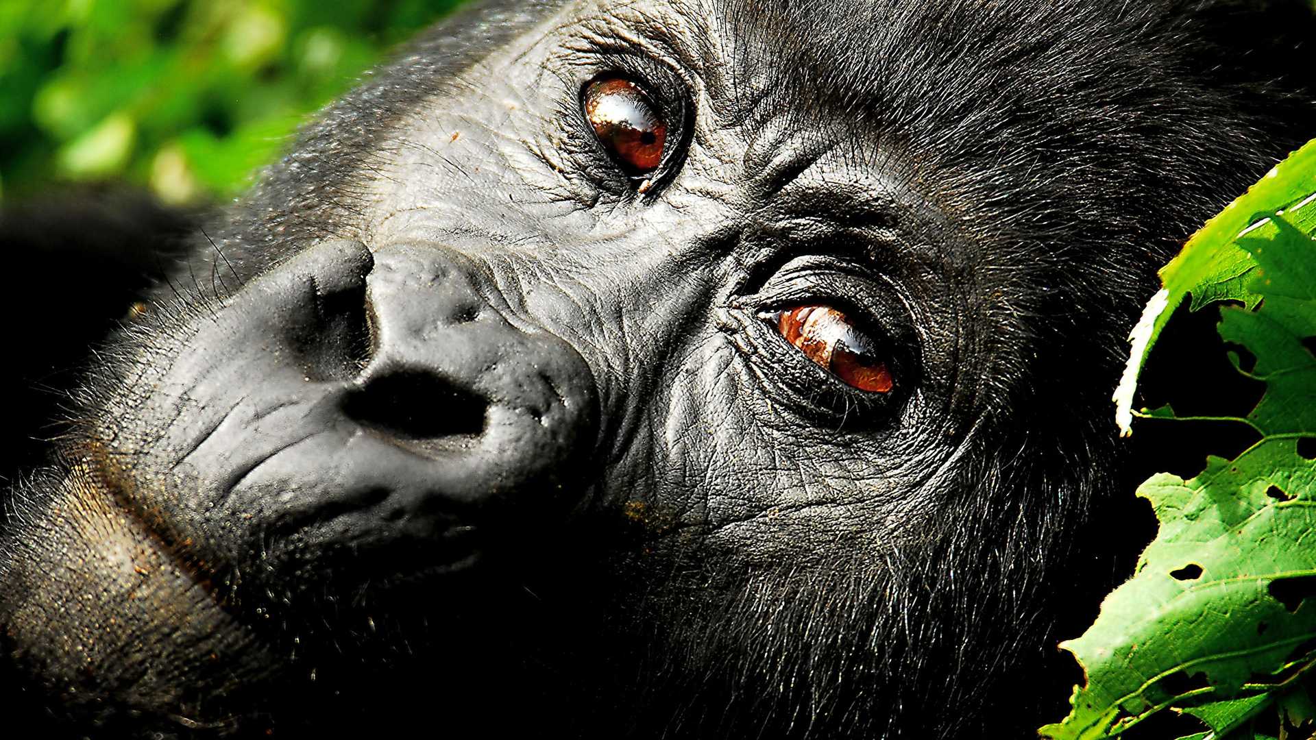 Uganda; Bwindi Impenetrable Forest; Close-up of a gorilla