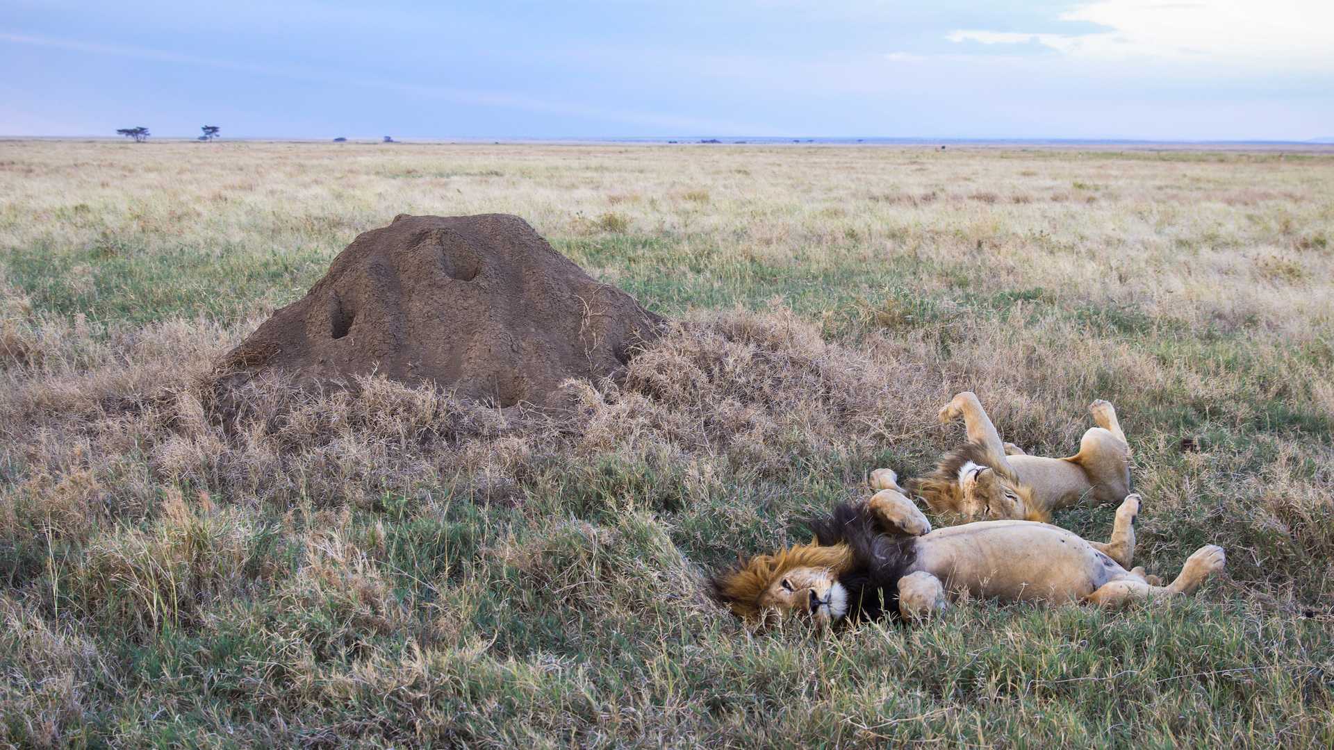 What’s it like to go on safari now?