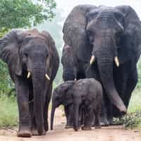 Have already recommended Timbuktu to several friends