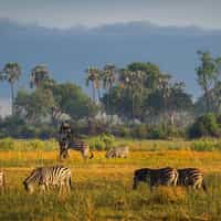 Charming and knowledgeable - organised the perfect honeymoon in Botswana