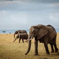 Safari to Beach Vacation in Tanzania and Zanzibar with Timbuktu Travels