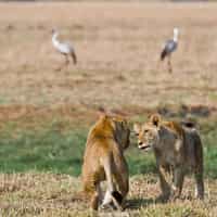 Professionally perfect