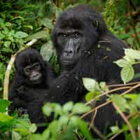 Girl's Gorilla Adventure