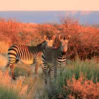 Highly recommend Timbuktu!