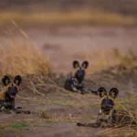 Timbuktu listened and delivered