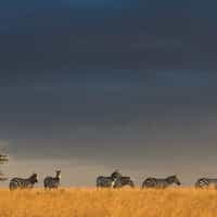 The best camp in Africa