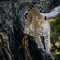 Victoria Falls and safari in Botswana