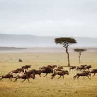 Holiday in Serengeti and Zanzibar