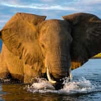 Only wish I found Timbuktu sooner