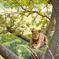 Best place to book a safari!