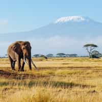 Circuit au Kenya pour Janvier 2024 construit sur mesure avec Jonty