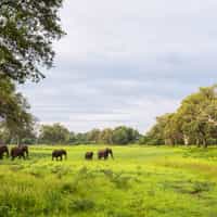 Zambia - Safari and sightseeing