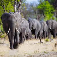 I am going to Africa because of Timbuktu