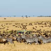 Migration and Crater Safari