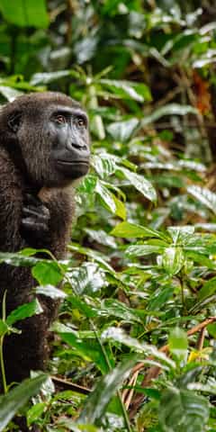 Republic of the Congo