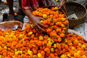 Explore the bustling flower market of Kolkata