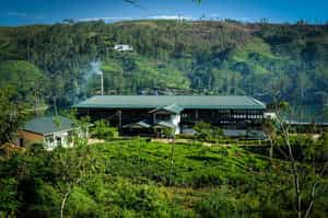 Take a tour at Dunkeld Estate Tea Factory