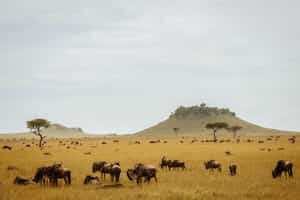 Experience the wildebeest calving in the Serengeti
