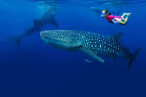 Snorkel with whale sharks in Mafia Island