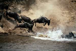 Witness the Great Migration in the Serengeti