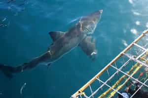 Go shark cage diving in Hermanus