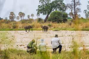 Track wildlife on a guided walking safari in Ruaha
