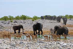 Encounter Etosha's wildlife at the waterholes