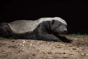 See animals on a night game drive in South Luangwa