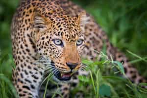 Search for the leopards of South Luangwa