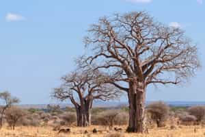 See ancient baobab trees in Ruaha National Park