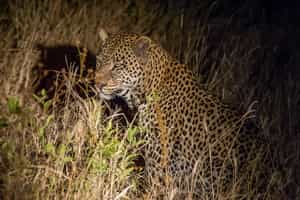 Spot wildlife on a night game drive in Tarangire