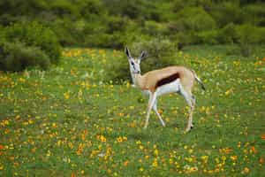 Take a nature walk through the floral kingdom