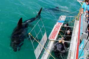 Cage dive with great white sharks in Hermanus