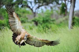 Spot the rare bird species in Northern Kruger