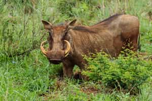 Madikwe Game Reserve