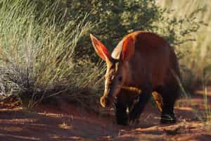 Search for elusive species in Tswalu Kalahari