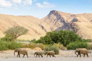 Track Damaraland's rare desert adapted elephants