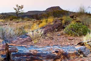 Visit the 260 million year old petrified forest