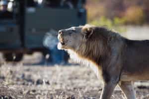 Track the Etosha's wildlife on a game drive