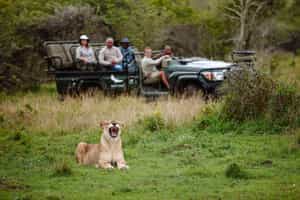 Track Phinda's wildlife on a game drive