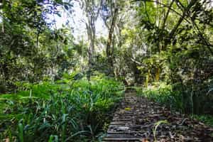 Hike through the lush Knysna forests