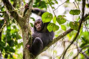 Kibale Forest National Park
