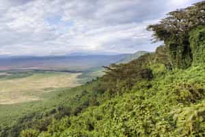 Explore the lush Ngorongoro Crater forests on foot