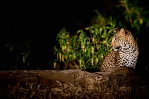 Spot wildlife on a night drive in Lower Zambezi