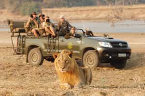 Capture epic shots on a South Luangwa photo safari