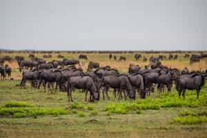 Wildebeest migration in Liuwa Plains