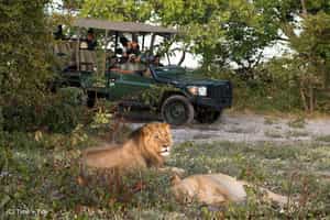 Tracking predators in Liuwa Plains