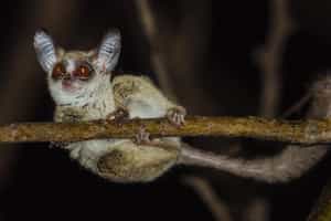 Night drives in Luambe National Park