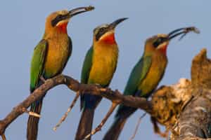Go birdwatching in Luambe National Park