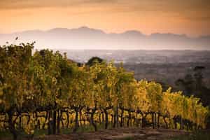 Go wine tasting in Constantia, Cape Town